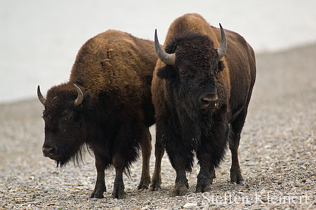 011 Amerikanischer Bison - Buffalo